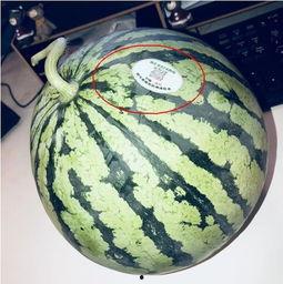 河南吃瓜网红是谁啊,揭秘网络红人的背后故事