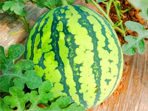 吃瓜网怒江网红,吃瓜网热议的神秘人物