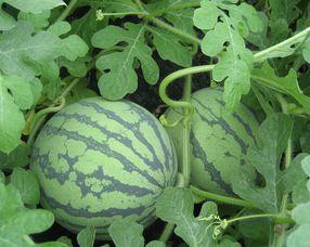 网红瓜孕妇可以吃吗,安全与禁忌揭秘