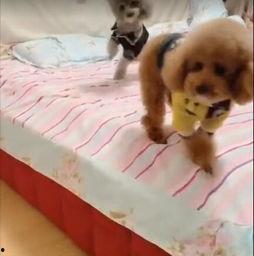 吃瓜网红事件狗子