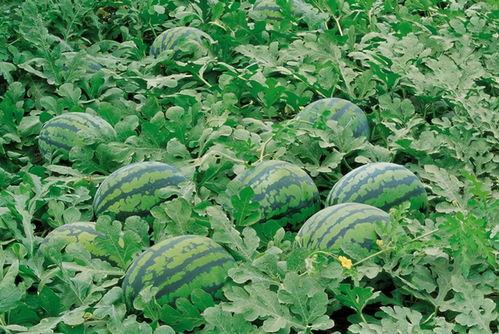 漳州网红吃瓜群微信,揭秘网络社交圈的趣味与热议