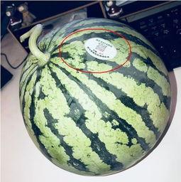 网红吃瓜链接,热门事件背后的真相与内幕