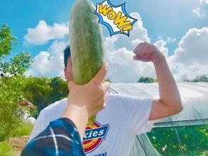 家暴吃瓜网红是谁啊,事件背后真相曝光