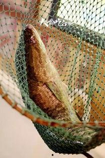 网红鱼小妹吃瓜视频,揭秘网红圈幕后故事