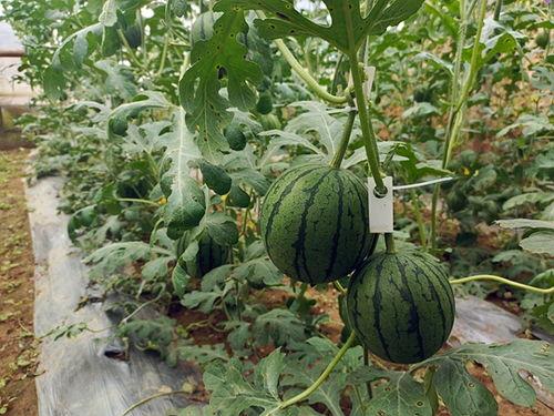 吃瓜网51,带你走进娱乐圈的幕后故事